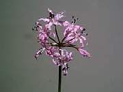 Nerine masonorum